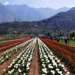 In Srinagar, J&K, Asia’s Largest Tulip Garden Set to Open on March 26