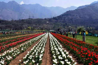 In Srinagar, J&K, Asia’s Largest Tulip Garden Set to Open on March 26
