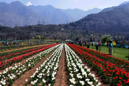 In Srinagar, J&K, Asia’s Largest Tulip Garden Set to Open on March 26