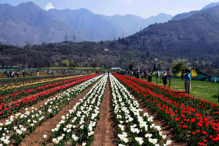 In Srinagar, J&K, Asia’s Largest Tulip Garden Set to Open on March 26