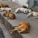 The Supreme Court passed an order taking back the judgment to capture dogs