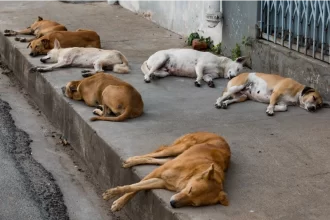 The Supreme Court passed an order taking back the judgment to capture dogs