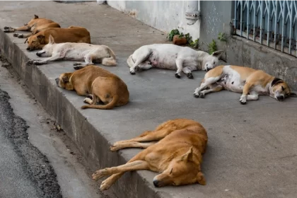 The Supreme Court passed an order taking back the judgment to capture dogs