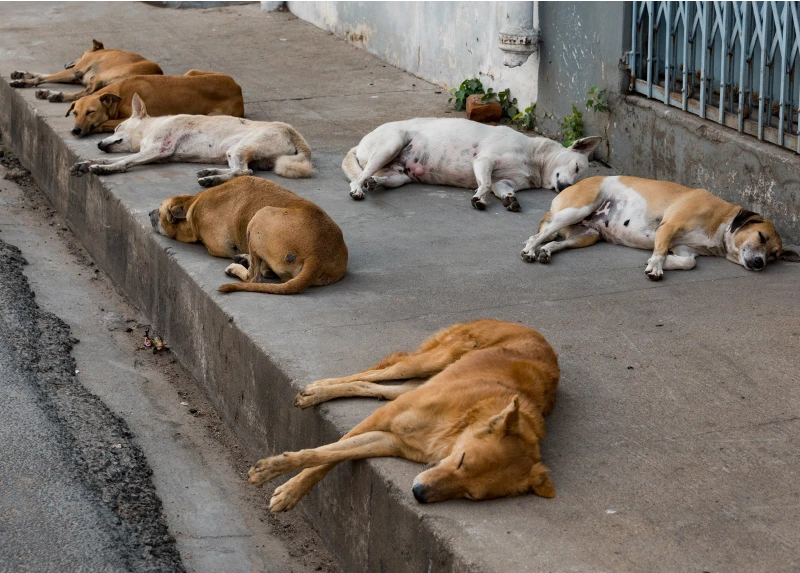 The Supreme Court passed an order taking back the judgment to capture dogs