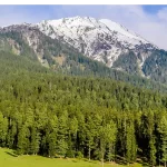 NGT lashed out at officers involved in cutting down 1,000 trees in Kupwara, Jammu and Kashmir