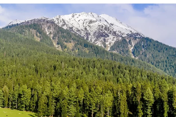 NGT lashed out at officers involved in cutting down 1,000 trees in Kupwara, Jammu and Kashmir