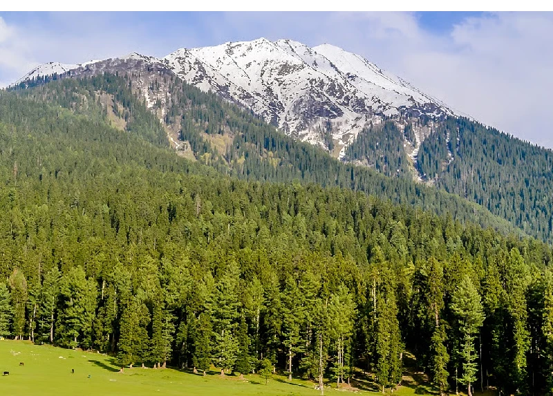 NGT lashed out at officers involved in cutting down 1,000 trees in Kupwara, Jammu and Kashmir