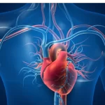 New study confirms prediabetic conditions can lead to heart disease