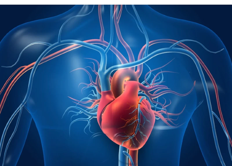 New study confirms prediabetic conditions can lead to heart disease